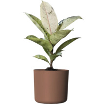 Gummibaum Zimmerpflanze in einem Topf