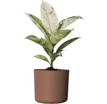 Gummibaum Zimmerpflanze im Topf