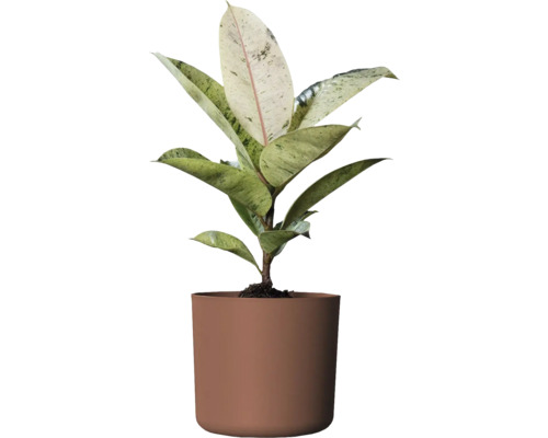 Gummibaum Zimmerpflanze im Topf