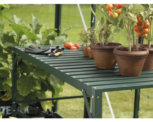 Étagère de serre avec plants de tomates en pot, outils de jardinage et légumes