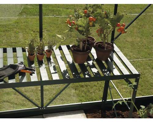 Étagère de serre avec plants de tomates, herbes aromatiques et gants de jardinage