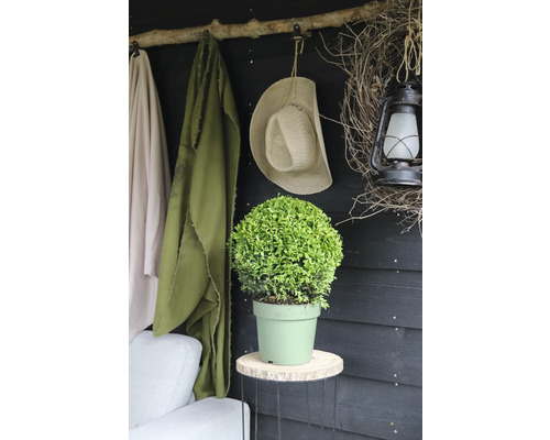 Plante verte décorative en pot sur un tabouret avec des crochets, un chapeau et une lampe en arrière-plan.