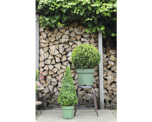 Szene mit einem kegelförmigen und einem kugelförmigen Buchsbaum in Töpfen vor einem Holzhintergrund