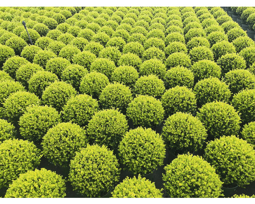 Viele Buchsbaumkugeln in Reihen