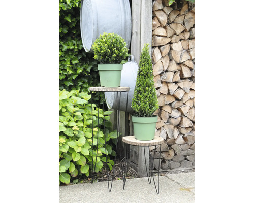 Gartenstillleben mit Buchsbaumkugel und Buchsbaumkegel in Töpfen auf Beistelltischen