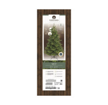 Emballage d''un sapin Alba avec éclairage