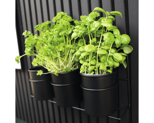 Kräuterbasilikum und Petersilie in schwarzen Töpfen an einem Metallregal