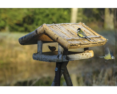 Nichoir en bois avec des oiseaux