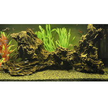 Aquarium mit Wurzelholzdekoration, Pflanzen und Fischen