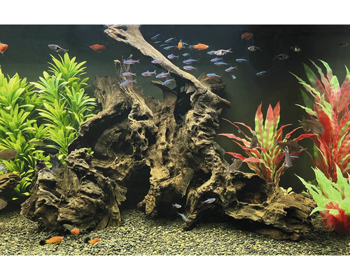 Aquarium mit Fischen, Pflanzen und Holzwurzeln