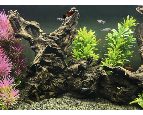 Aquarium mit Wurzelholzdekoration, Pflanzen und Fischen