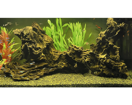 Aquarium mit Wurzelholz, Pflanzen und Fischen