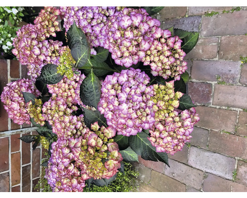 Nahaufnahme einer Hortensienblüte mit lila und weißen Blütenblättern und grünen Blättern.
