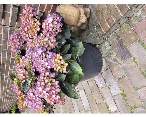 Hortensie im Topf neben einer Steinfigur und Backsteinen