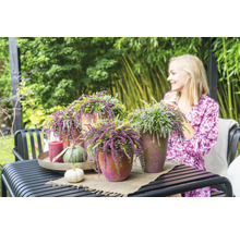 Décoration de table dans le jardin avec des plantes de bruyère en pot, une bougie et des citrouilles