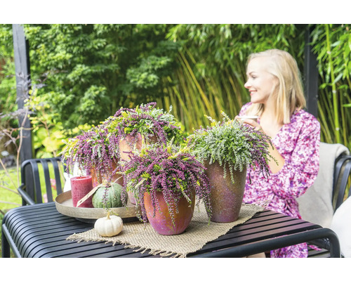 Décoration de table dans le jardin avec des plantes de bruyère en pot, une bougie et des citrouilles