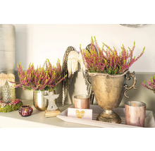 Arrangements décoratifs de bruyère dans des pots dorés, complétés par des ailes d''ange et des bougies