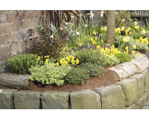 Blumenbeet mit Steinumrandung, bepflanzt mit verschiedenen Blumen und Pflanzen