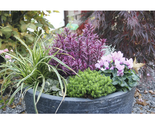 Blumenarrangement im Pflanzgefäß mit verschiedenen Zierpflanzen.