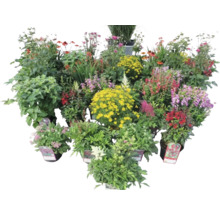 Diverses plantes de parterre fleuries en pots