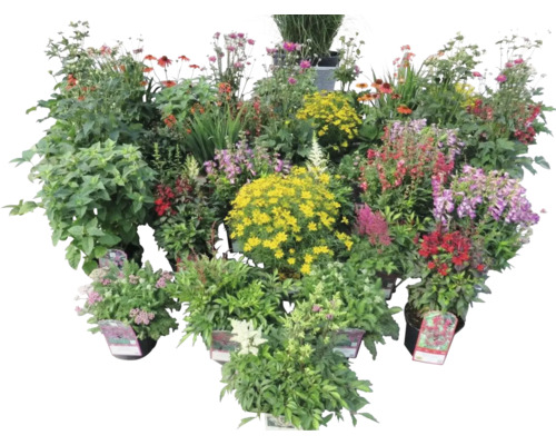 Diverses plantes de parterre fleuries en pots