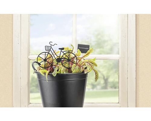Oseille dans un pot noir avec décoration de vélo à la fenêtre