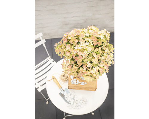Hortensia dans un pot sur une table de jardin avec pelle et galets