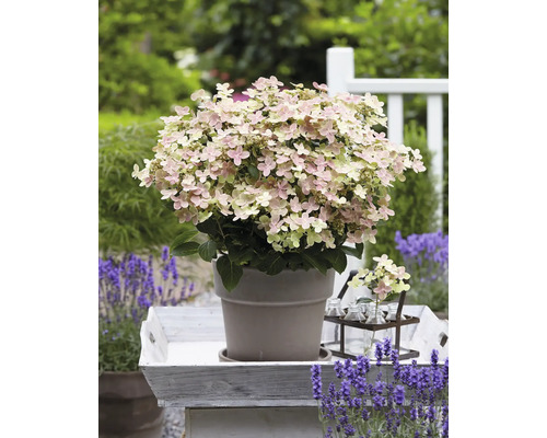 Hortensia paniculata en pot sur un plateau avec de la lavande dans le jardin