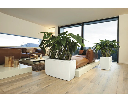 Séjour avec canapé marron, table basse et plantes dans des jardinières blanches.