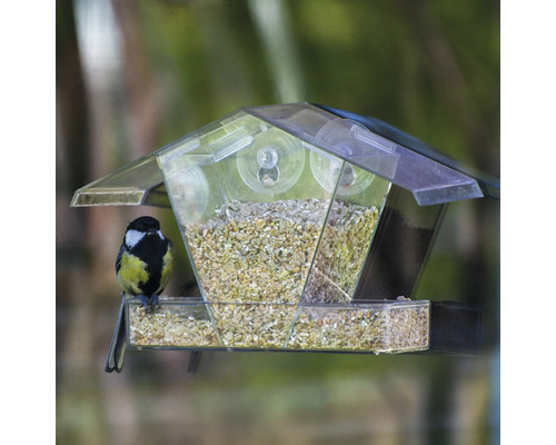 Oiseau sur une mangeoire transparente avec ventouses et nourriture