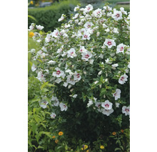 Blühender Hibiskusstrauch mit weißen Blüten