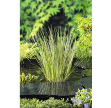 Gestreifte Segge im Gartenteich