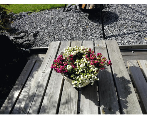 Korb mit weißer und roter Scheinbeere auf Holztisch im Garten