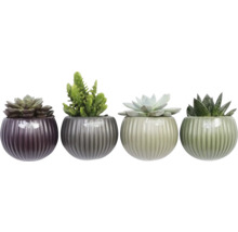 Vier Sukkulenten in dekorativen Töpfen