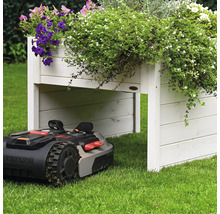 Tondeuse à gazon automatique sous un potager surélevé en bois
