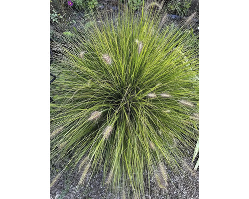 Ziergras mit filigranen Halmen und dekorativen Blütenständen im Garten.