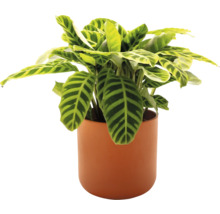 Zimmerpflanze im Topf