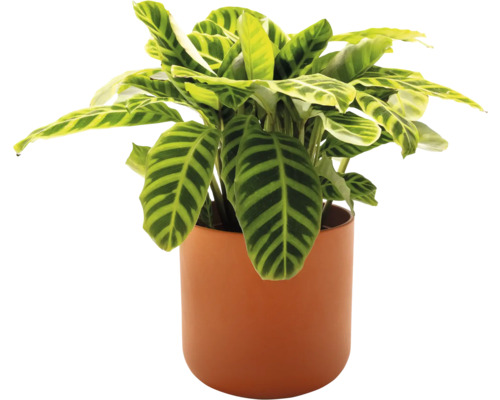 Zimmerpflanze im Topf