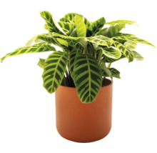 Gebetspflanze im Topf