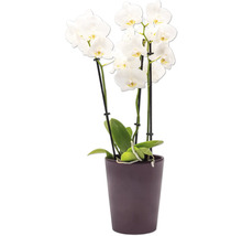 Orchidée en pot