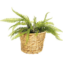 Fougère artificielle dans un panier