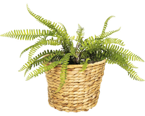 Fougère artificielle dans un panier