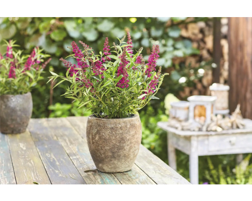 Schmetterlingsflieder in einem Pflanzgefäß auf einem Gartentisch