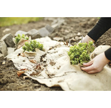 Couverture de parterre avec plantes et pierres dans le jardin.