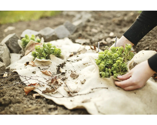 Couverture de parterre avec plantes et pierres dans le jardin.