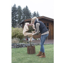 Femme protège une plante avec un voile de protection hivernale dans le jardin devant une maison en bois