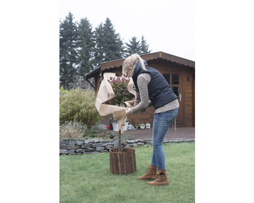 Femme protège une plante avec un voile de protection hivernale dans le jardin devant une maison en bois