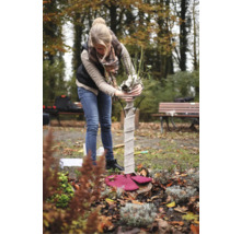 Une femme travaille dans le jardin sur une protection hivernale pour rosier sur tige.