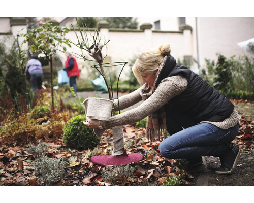 Femme protège une rose du gel dans le jardin avec une protection hivernale