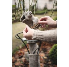 Plante avec protection hivernale en feutre fixée par une corde